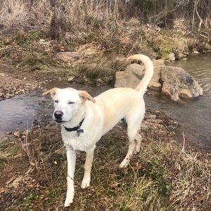 Meet your Posher, Frankie